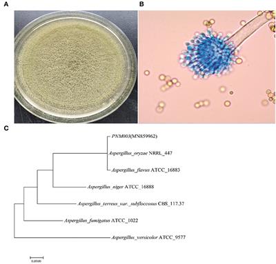 The differences between broad bean koji fermented in laboratory and factory conditions by an efficient Aspergillus oryzae